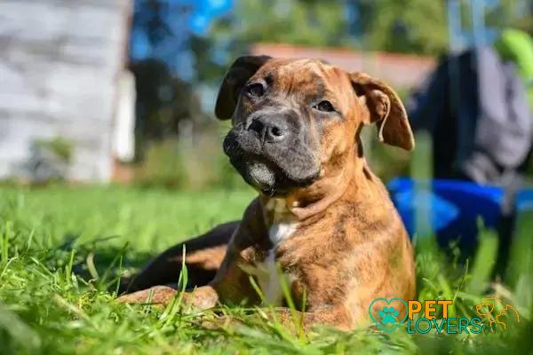 Curiosities about the Staffordshire Bull Terrier You Need to Know