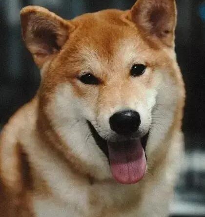 Curiosities about the Tosa Inu: Discover Amazing Facts Today