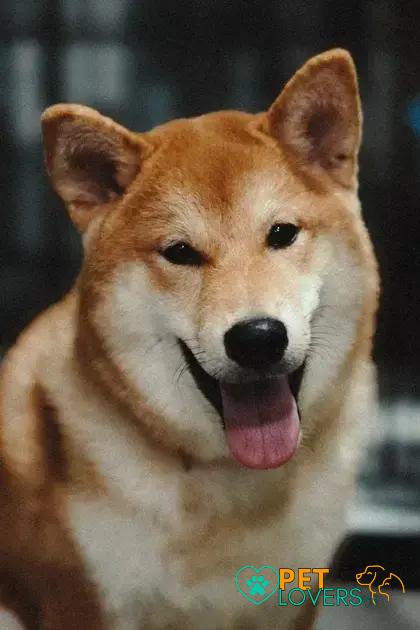 Curiosities about the Tosa Inu: Discover Amazing Facts Today