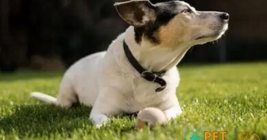 Curiosities about the Toy Fox Terrier: Fun Facts You Must Know