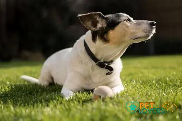 Curiosities about the Toy Fox Terrier: Fun Facts You Must Know