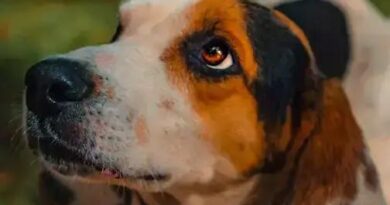 Curiosities about the Treeing Walker Coonhound: Discover Fascinating Facts