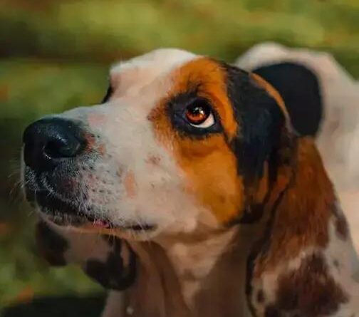 Curiosities about the Treeing Walker Coonhound: Discover Fascinating Facts