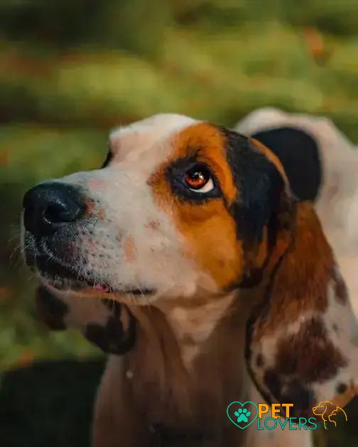 Curiosities about the Treeing Walker Coonhound: Discover Fascinating Facts