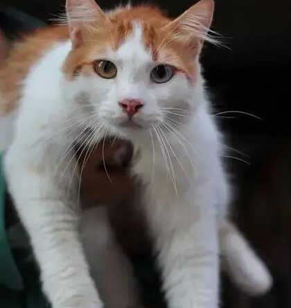 Curiosities about the Turkish Van: Fun Facts About This Rare Cat