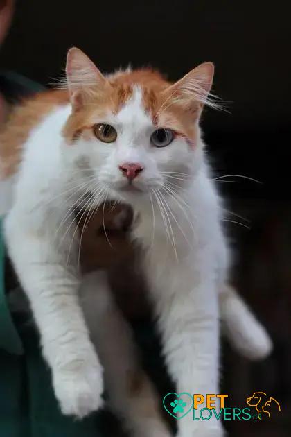 Curiosities about the Turkish Van: Fun Facts About This Rare Cat