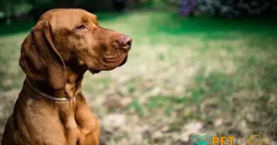 Curiosities about the Vizsla: Discover Amazing Facts About This Unique Breed