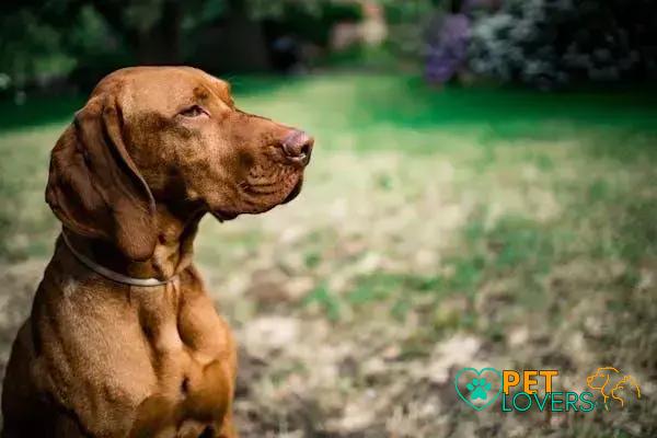 Curiosities about the Vizsla: Discover Amazing Facts About This Unique Breed