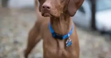 Curiosities about the Vizsla: Discover Fascinating Facts Now