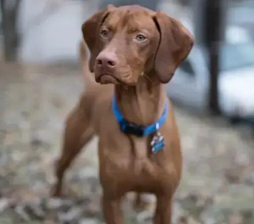 Curiosities about the Vizsla: Discover Fascinating Facts Now