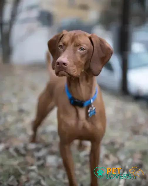 Curiosities about the Vizsla: Discover Fascinating Facts Now