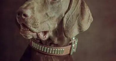 Curiosities about the Weimaraner: Discover Their Unique Traits