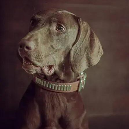 Curiosities about the Weimaraner: Discover Their Unique Traits