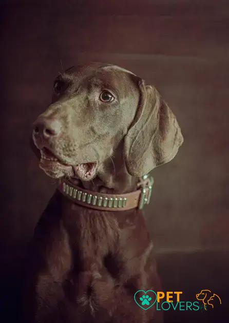 Curiosities about the Weimaraner: Discover Their Unique Traits