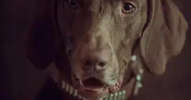 Curiosities About the Weimaraner: Fascinating Facts You Didn't Know