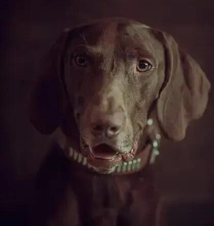 Curiosities About the Weimaraner: Fascinating Facts You Didn't Know