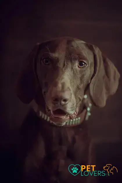 Curiosities About the Weimaraner: Fascinating Facts You Didn't Know