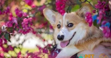 Curiosities about the Welsh Corgi: Fun Facts You Need to Know