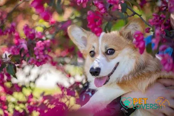 Curiosities about the Welsh Corgi: Fun Facts You Need to Know