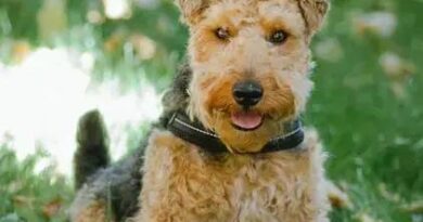 Curiosities About the Welsh Terrier: Discover Unique Facts and History