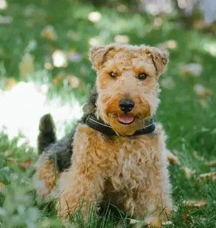 Curiosities About the Welsh Terrier: Discover Unique Facts and History