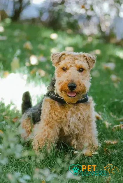 Curiosities About the Welsh Terrier: Discover Unique Facts and History