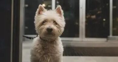 Curiosities About the West Highland White Terrier You Didn't Know