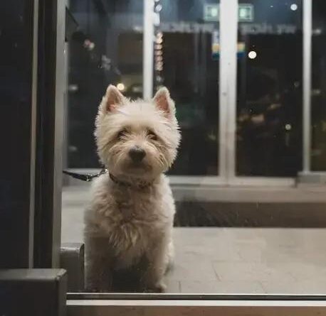 Curiosities About the West Highland White Terrier You Didn't Know