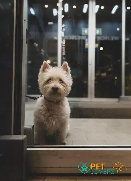 Curiosities About the West Highland White Terrier You Didn't Know