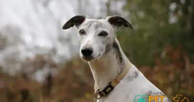 Curiosities about the Whippet: Unveiling Their Speed and Elegance