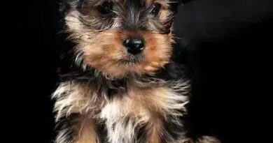 Curiosities About the Yorkshire Terrier: Discover Fun Facts!