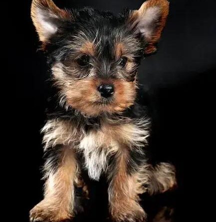 Curiosities About the Yorkshire Terrier: Discover Fun Facts!