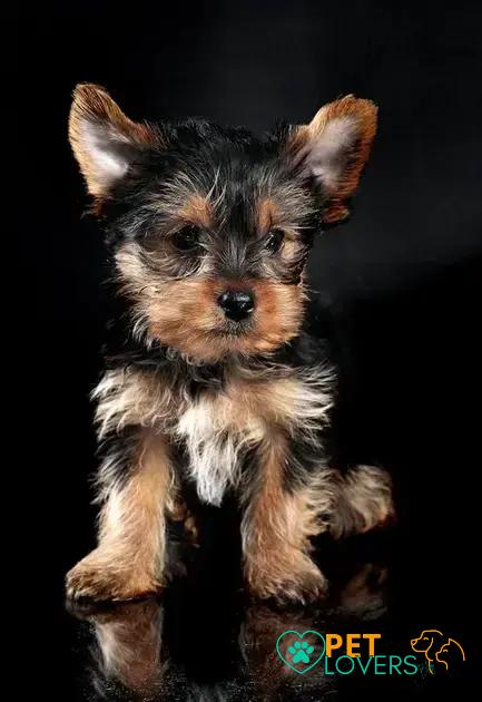 Curiosities About the Yorkshire Terrier: Discover Fun Facts!