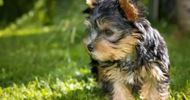 Curiosities About the Yorkshire Terrier That Every Dog Lover Should Know