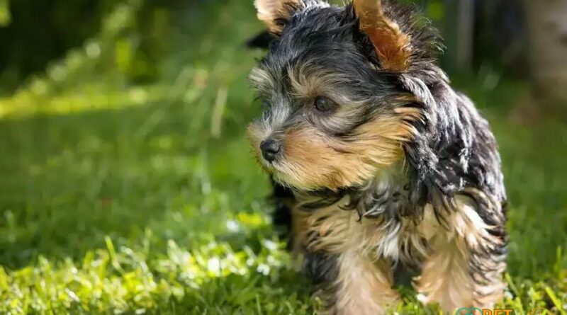 Curiosities About the Yorkshire Terrier That Every Dog Lover Should Know