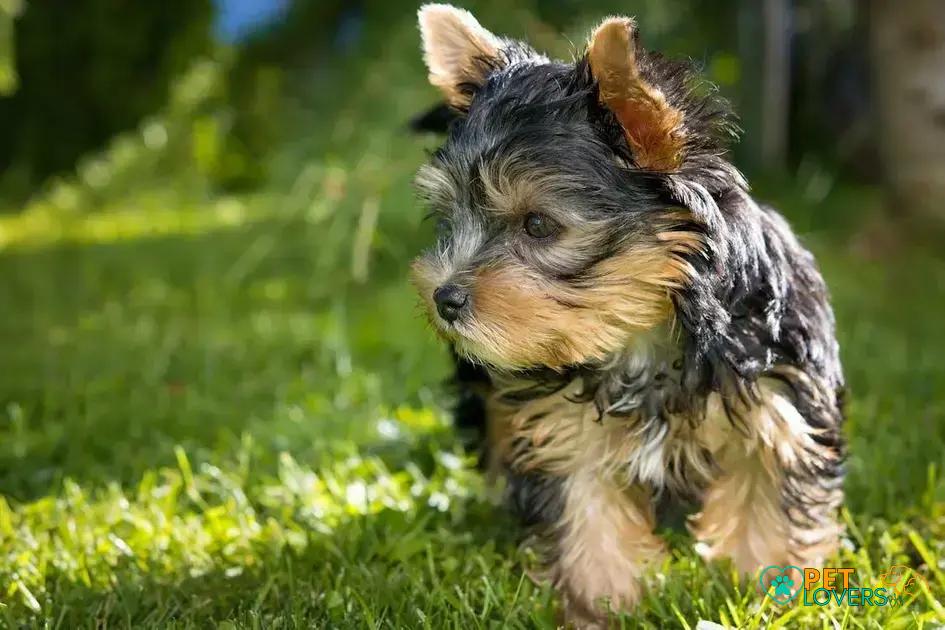 Curiosities About the Yorkshire Terrier That Every Dog Lover Should Know