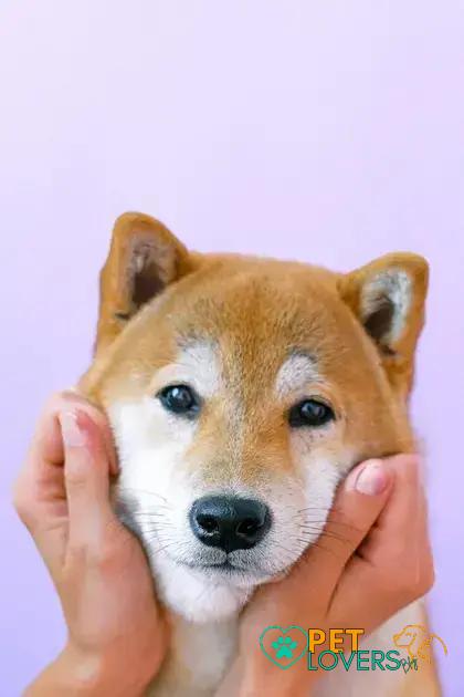 Physical Characteristics of Shiba Inus