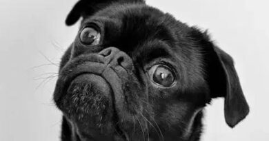 Pug: The Ultimate Guide to This Lovable and Loyal Companion