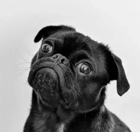 Pug: The Ultimate Guide to This Lovable and Loyal Companion