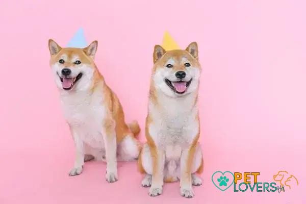 Training Tips for Shiba Inu Owners