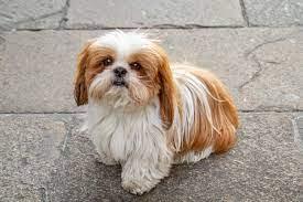 twenty interesting facts about the shih tzu