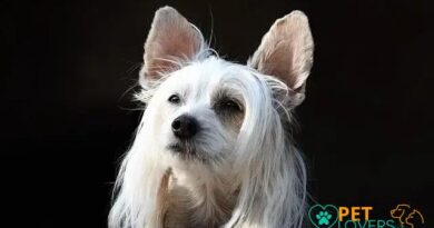 Curiosities about the Chinese Crested: Unique Traits and Facts