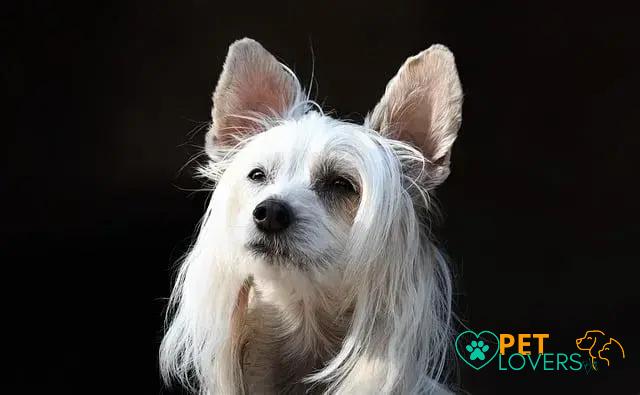 Curiosities about the Chinese Crested: Unique Traits and Facts