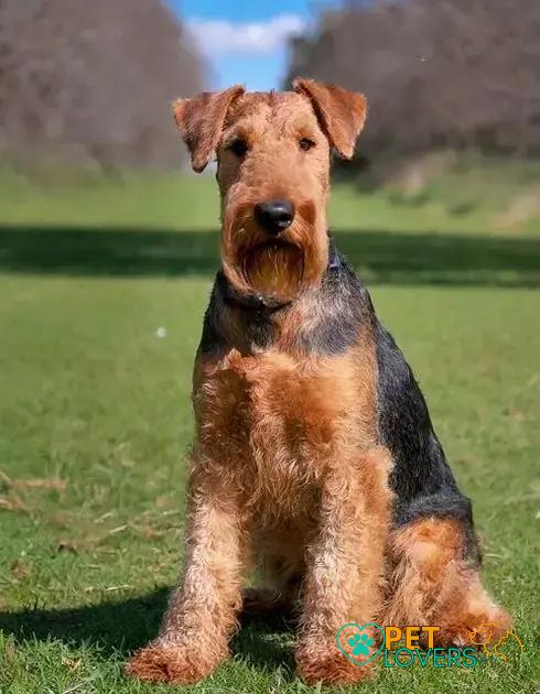 Curiosities about the Kerry Blue Terrier You Need to Know