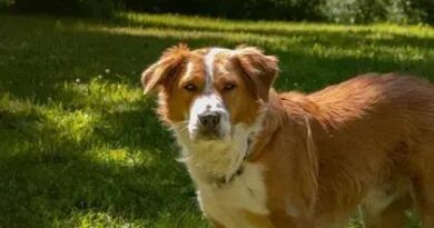 Curiosities about the Kooikerhondje: Discover This Rare Breed's Secrets