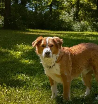 Curiosities about the Kooikerhondje: Discover This Rare Breed's Secrets