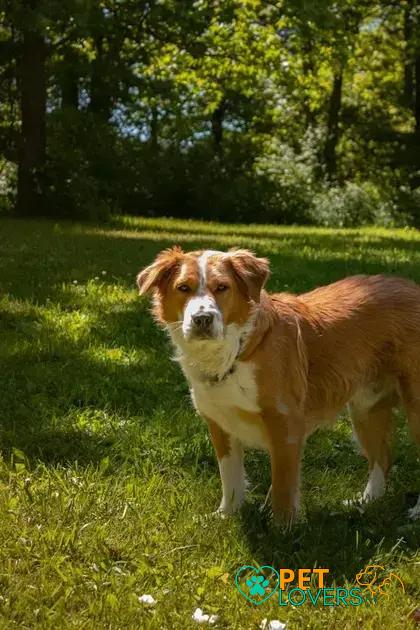 Curiosities about the Kooikerhondje: Discover This Rare Breed's Secrets