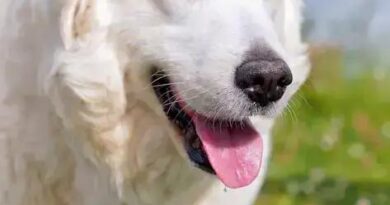 Curiosities about the Kuvasz: Discover Fascinating Facts about This Noble Breed