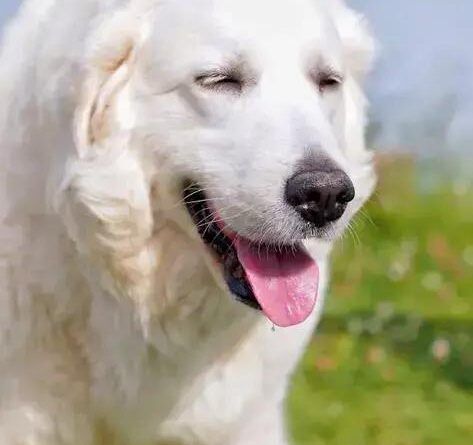 Curiosities about the Kuvasz: Discover Fascinating Facts about This Noble Breed