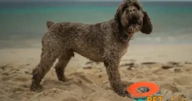 Curiosities About the Lagotto Romagnolo: Unveiling Fascinating Facts